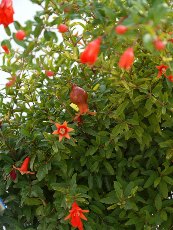 Il Giardino Delle Sete Bed and Breakfast Mesagne Buitenkant foto